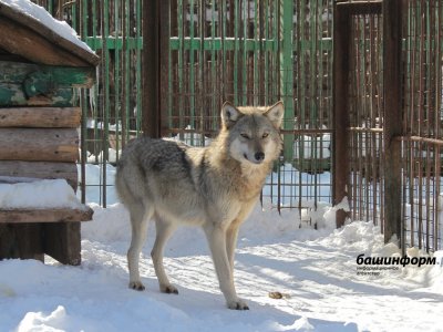 Башкирский метод ловли волков включили в федеральный реестр нематериального культнаследия