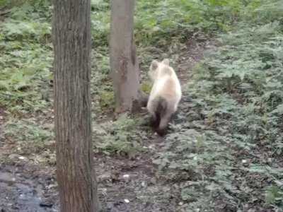 В Башкирии в объектив камеры видеонаблюдения попал медвежонок-альбинос