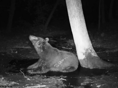 Камера в нацпарке «Башкирия» засняла ночные купания медведей