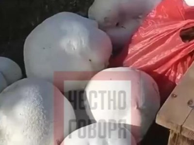 Жители Башкирии нашли гигантские грибы