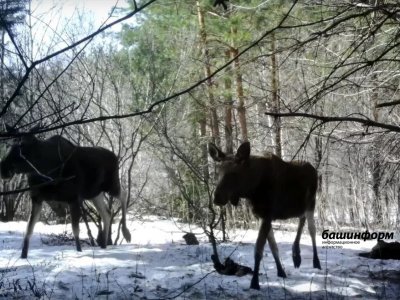 В Башкирии будут разводить благородных оленей и лосей