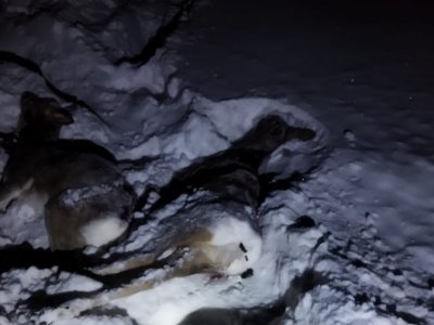 В Башкирии браконьер застрелил двух косуль