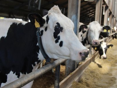 Аграрии Башкирии с начала года произвели более 600 тысяч тонн товарного молока