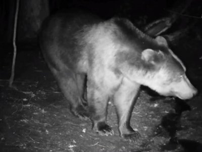 В Башкирии в фотоловушку попала подготовка медведя ко сну