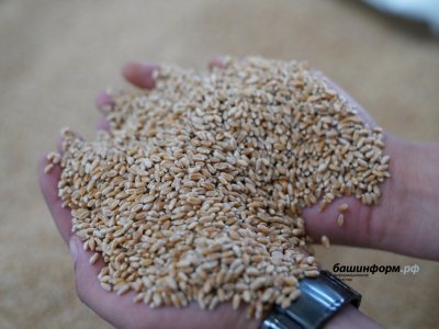 В Башкирии заготовлено 80% семян для будущей посевной кампании