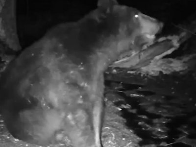 В фотоловушку нацпарка «Башкирия» вновь попались медведи