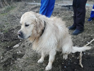 Жительница Башкирии утонула в пруду во время прогулки с собакой