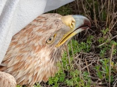 В Башкирии нашли орла-могильника с травмированным крылом