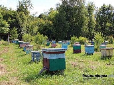 В Башкирию запретят ввозить больных пчёл