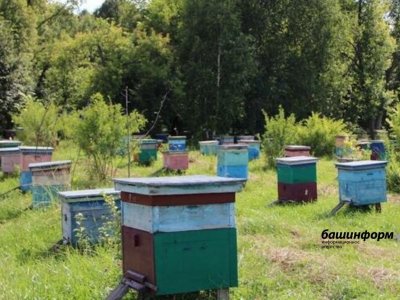 В Иглинском районе Башкирии пчеловод нарушал правила содержания пчёл