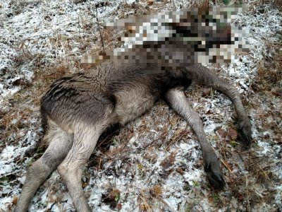 В Башкирии обнаружили попавшего в охотничью петлю лося