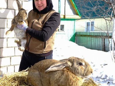 «Ушастое» хобби: семья из Уфы разводит гигантскую породу кроликов
