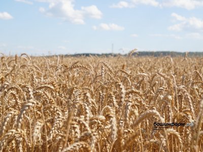 Минсельхоз России планирует выдавать кредиты аграриям при условии страхования 50% урожая