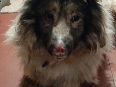 Нет носа и отрублен хвост: в Башкирии волонтеры подобрали изувеченную собаку