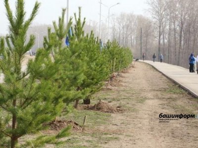 В ходе акции «Зеленая Башкирия» высадили 8 тысяч деревьев-крупномеров