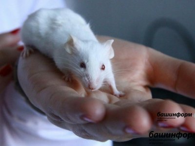 Названы районы Башкирии с высокой заболеваемостью мышиной лихорадкой
