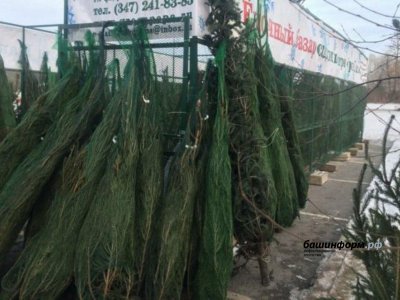 В Башкирии названо оптимальное время покупки новогодней ёлки