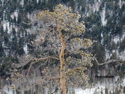 Стала известна судьба пожилой женщины, замерзшей в лесу Башкирии