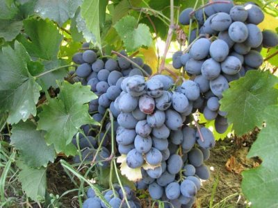 К юбилею Уфы запустили производство вина из башкирского винограда
