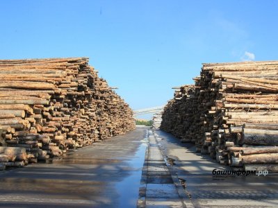 Члены семей погибших участников СВО в Башкирии получили преимущество на заготовку древесины