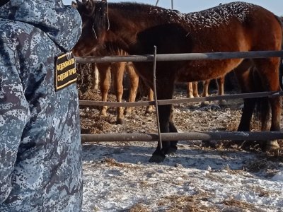 В Башкирии 30 лошадей стали спорным имуществом предпринимателя и фермера