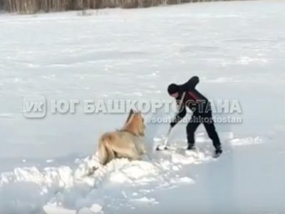 Житель Башкирии спас из снежного плена лошадей