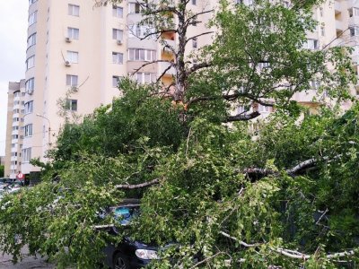 В Уфе при падении дерева на легковой автомобиль пострадал водитель