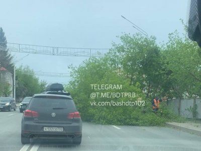В Уфе на улице Сочинской из-за упавшего дерева образовалась пробка
