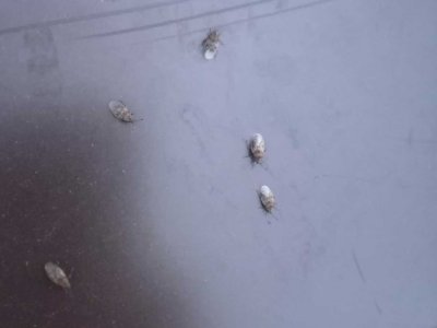 В одном из городов Башкирии жители жалуются на нашествие странных насекомых