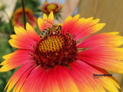 В Башкирии поддержан законопроект о защите пчел от химикатов