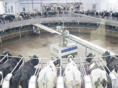 Минсельхоз России переориентируется на поддержку крупных молочных проектов