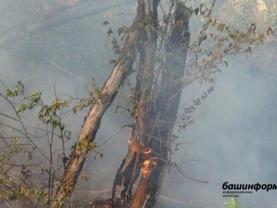 В Башкирии за сутки зарегистрировано 3 лесных пожара и 20 случаев возгорания сухой травы