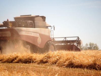 Урожай озимого зерна в Башкирии превысил 600 тысяч тонн