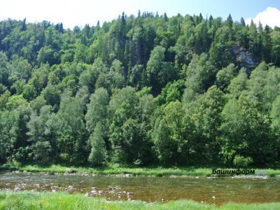 Башкирия заняла второе место среди регионов России в сфере цифровой трансформации лесного комплекса
