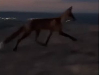 На вершине горы Торатау в Башкирии заметили лисицу - видео