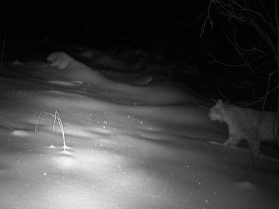 В нацпарке «Башкирия» ночная охота рыси попала в объектив фотоловушки