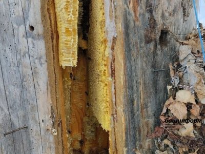 Чистота популяции, болезни, чипы и липы — в Уфе обсудили важнейшие вопросы пчеловодства