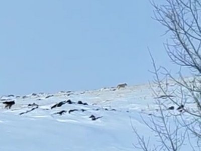 Минэкологии Башкирии проверяет информацию о появлении волков на трассе Баймак - Сибай