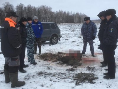 Браконьерам грозит многотысячный штраф за убийство лося в Башкирии