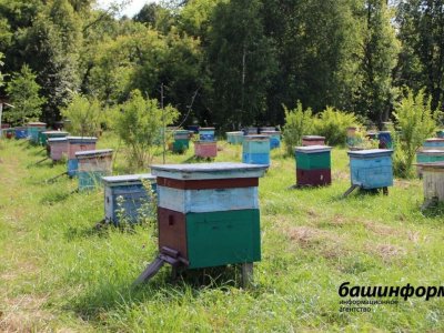 Пчеловоды Башкирии получили около 60 млн рублей господдержки