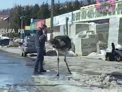 В Башкирии на улице прохожие заметили гуляющего страуса