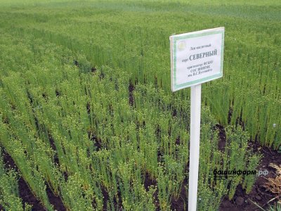 Башкирия экспортировала в Китай еще более 400 тонн масличного льна