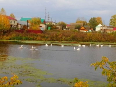 В Башкирии заметили целую стаю лебедей