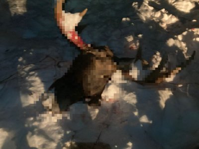 В Башкирии нашли браконьеров, убивших двух лосей