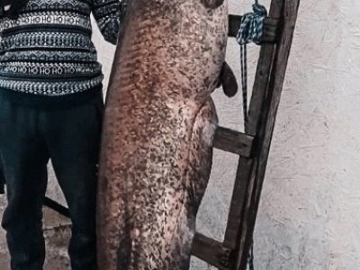 Рыбак на Юмагузинском водохранилище Башкирии выловил сома весом 50 кг