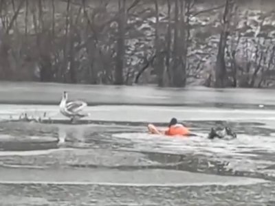 В Башкирии спасатели помогли застрявшему в ледяных оковах дикому лебедю