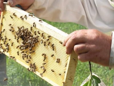 Число бортевых пчелосемей в Башкирии планируют довести до 5 тысяч
