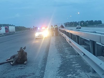 Состояние сложное: в Башкирии сбитого на трассе лося транспортировали на ферму