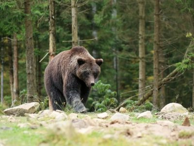 В районах Башкирии участились случаи нападения медведей на людей