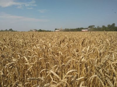 Башкирские предприятия продали за рубеж 6,4 тыс. тонн пшеницы